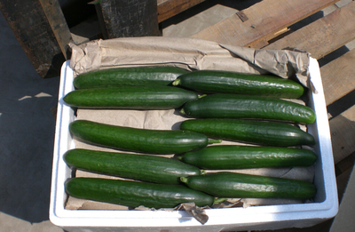 Cucumber