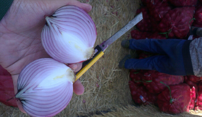 Red Onions