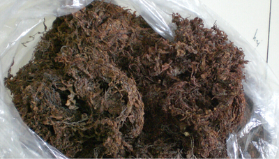 Sargassum
